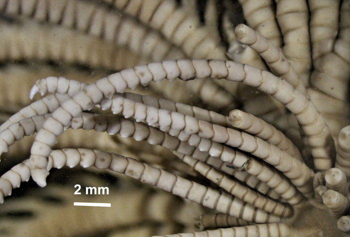 Alecto flagellata Müller, 1841 Holotype Leiden 1784