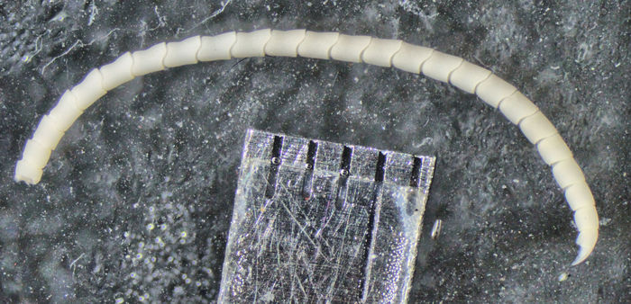 Pelometra ambonensis AH Clark, 1941 Holotype Copenhagen CRI-2 