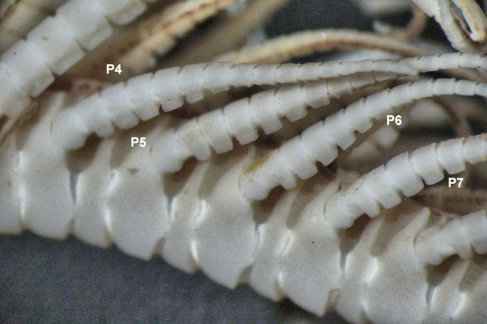 Pelometra ambonensis AH Clark, 1941 Holotype Copenhagen CRI-2 