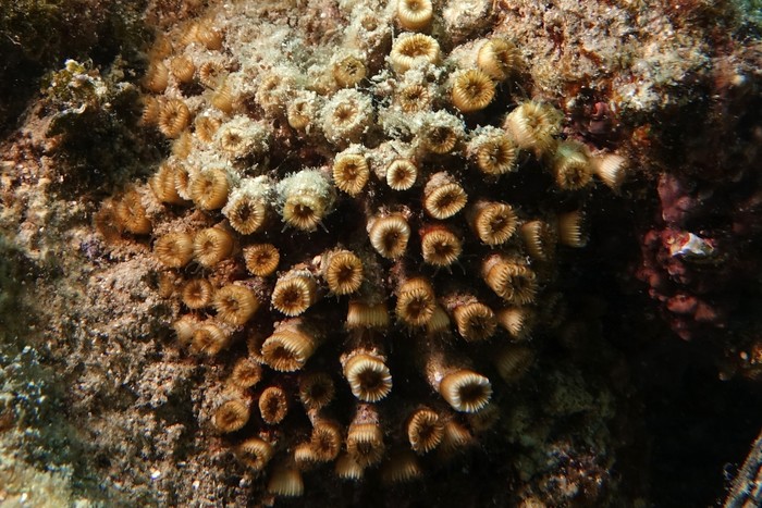 Cladocora caespitosa Cladocora caespitosa