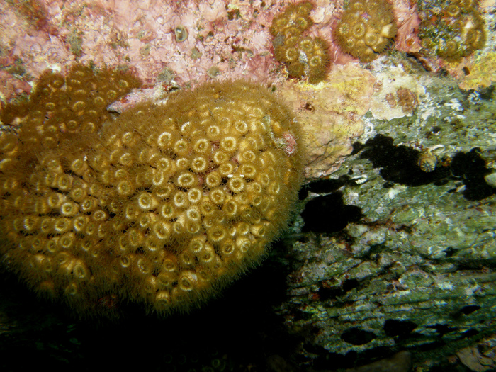 Cladocora caespitosa