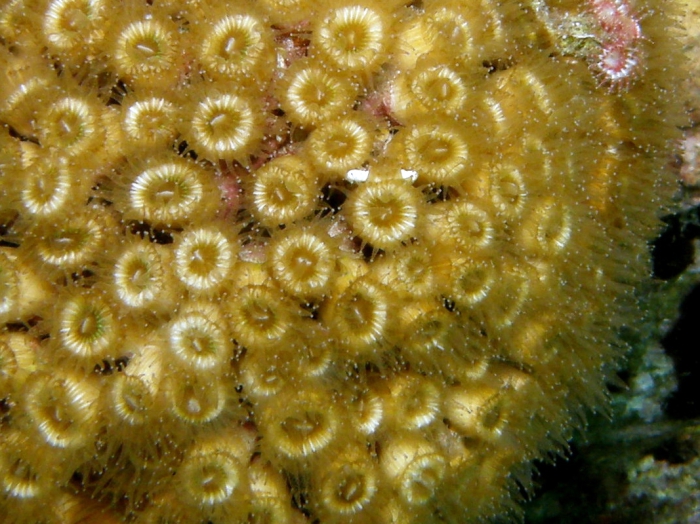 Cladocora caespitosa Cladocora caespitosa