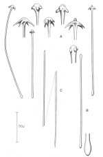 Acarnus tenuis spicules of type