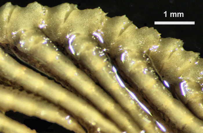 Antedon spinifera Carpenter, 1881 Holotype EcCh 28 