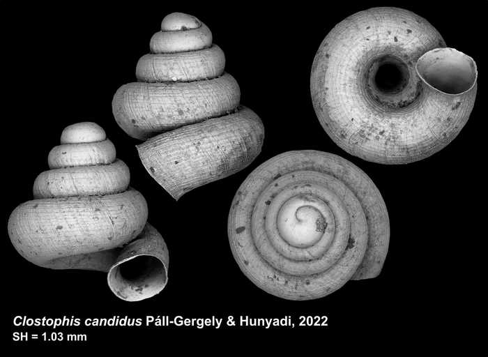 holotype of Clostophis candidus Páll-Gergely & Hunyadi, 2022