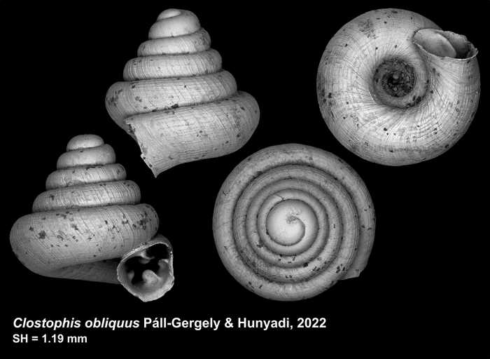 Holotype of Clostophis obliquus Páll-Gergely & Hunyadi, 2022
