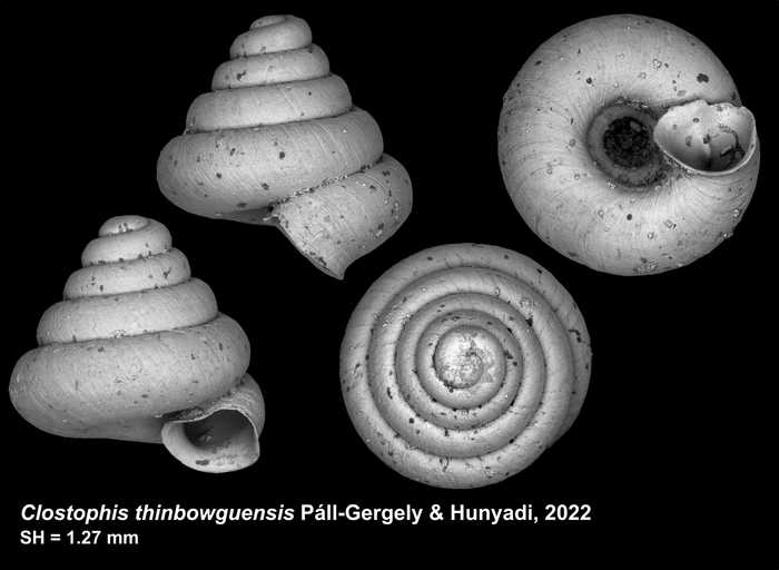 Holotype of Clostophis thinbowguensis Páll-Gergely & Hunyadi, 2022 Holotype of Clostophis thinbowguensis Páll-Gergely & Hunyadi, 2022