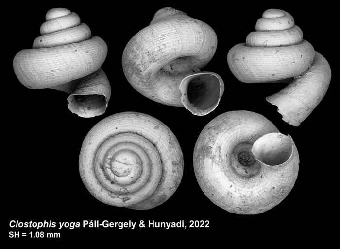 Holotype of Clostophis yoga Páll-Gergely & Hunyadi, 2022