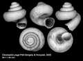 Mollusca (molluscs)