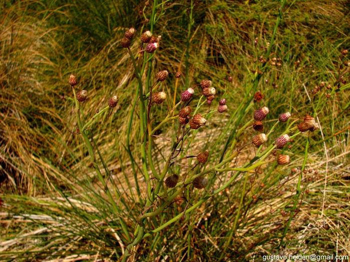 Baccharis juncea (Lehm.) Desf. Baccharis juncea (Lehm.) Desf.
