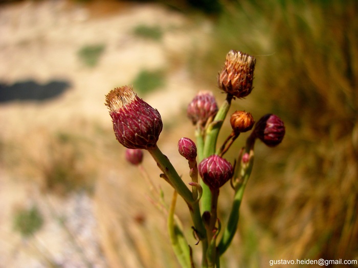 Baccharis juncea (Lehm.) Desf.