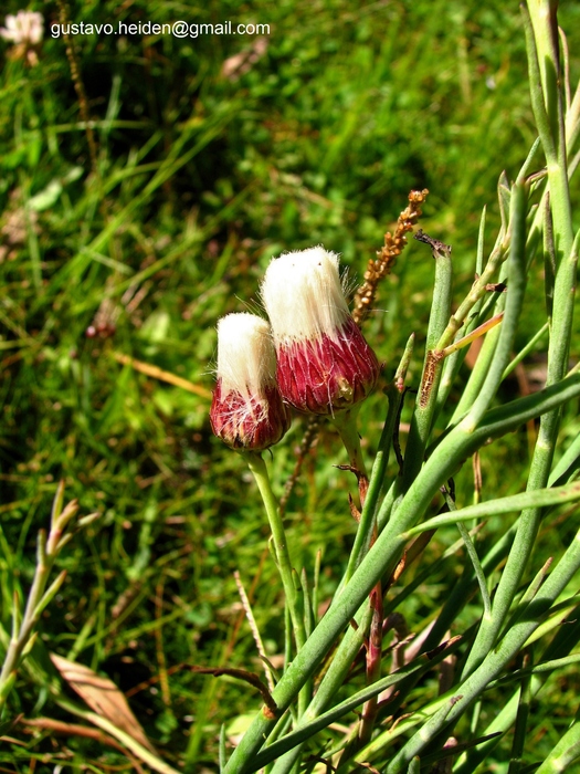 Baccharis juncea (Lehm.) Desf.