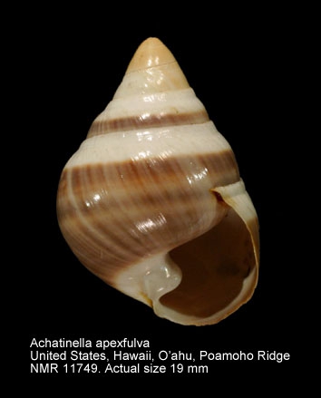 Achatinella apexfulva