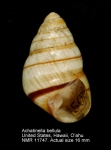 Achatinella bellula