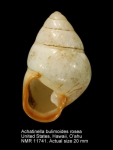 Achatinella bulimoides rosea