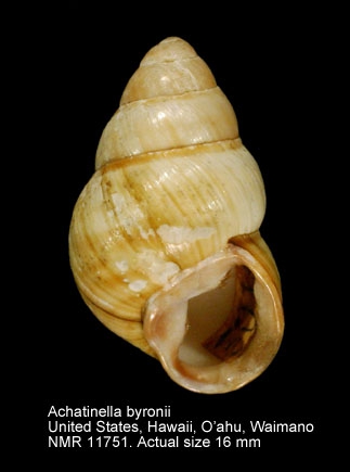 Achatinella byronii
