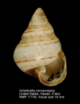 Achatinella concavospira