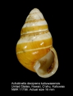 Achatinella decipiens kaliuwaaensis