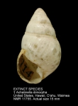 Achatinella dimorpha