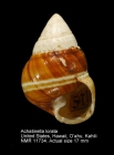 Achatinella lorata