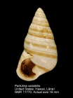 Partulina variabilis