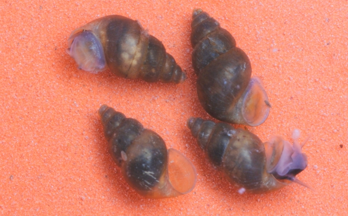 Potamopyrgus antipodarum