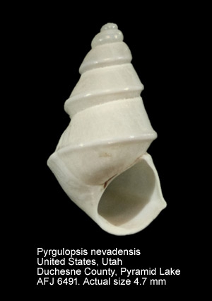 Pyrgulopsis nevadensis