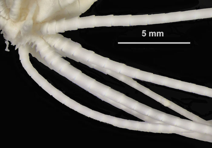 Antedon hana AH Clark, 1907 Holotype USNM 22632