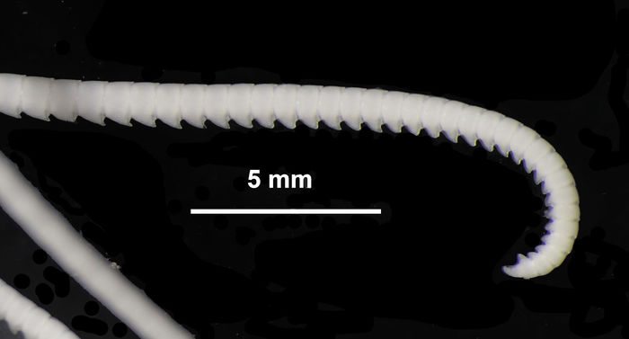 Antedon hana AH Clark, 1907 Holotype USNM 22632 Antedon hana AH Clark, 1907 Holotype USNM 22632