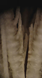 Antedon hana AH Clark, 1907 Holotype USNM 22632