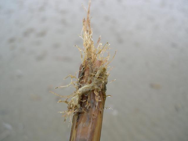 gorgelpijpje Tubularia larynx gorgelpijpje Tubularia larynx