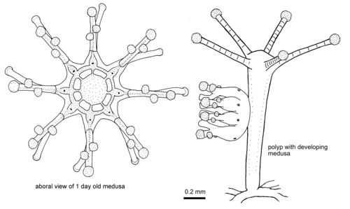 Staurocladia wellingtoni,  newly released medusa and polyp with developing medusa