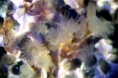 Phoronis ovalis Phoronis ovalis