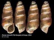 Holotype Renea nemethi Páll-Gergely & Grego, 2022
