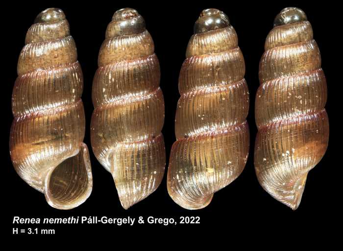 Holotype Renea nemethi Páll-Gergely & Grego, 2022