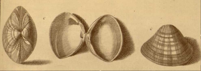 Gualtieri's (1742) figure C plate 71, on which Linnaeus' Cardium stultorum is based Gualtieri's (1742) figure C plate 71, on which Linnaeus' Cardium stultorum is based