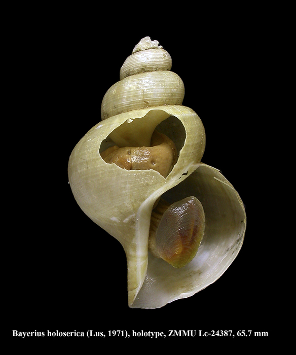 Tacita holoserica Lus, 1971. Holotype Tacita holoserica Lus, 1971. Holotype
