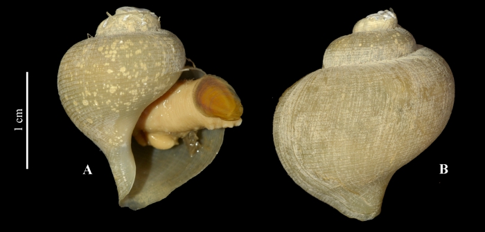 Bayerius inflatus Kantor, Kosyan, Sorokin, D. G. Herbert & Fedosov, 2020 Bayerius inflatus Kantor, Kosyan, Sorokin, D. G. Herbert & Fedosov, 2020