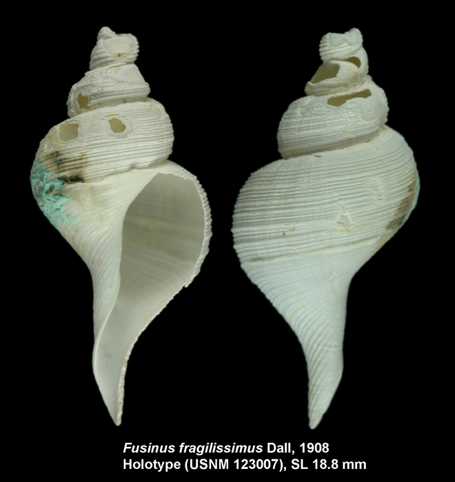 Fusinus fragilissimus Dall, 1908. Holotype Fusinus fragilissimus Dall, 1908. Holotype