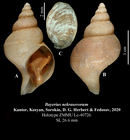 Bayerius nekrasovorum Kantor, Kosyan, Sorokin, D. G. Herbert & Fedosov, 2020. Holotype