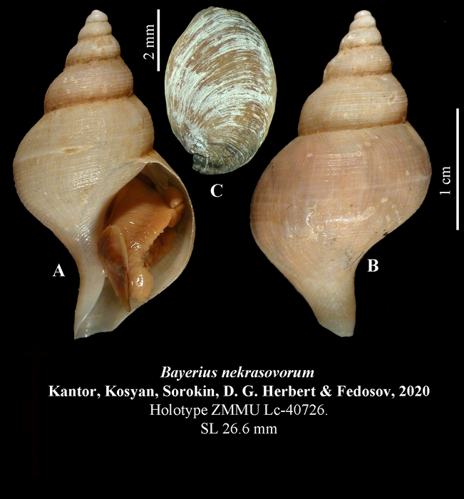 Bayerius nekrasovorum Kantor, Kosyan, Sorokin, D. G. Herbert & Fedosov, 2020. Holotype Bayerius nekrasovorum Kantor, Kosyan, Sorokin, D. G. Herbert & Fedosov, 2020. Holotype