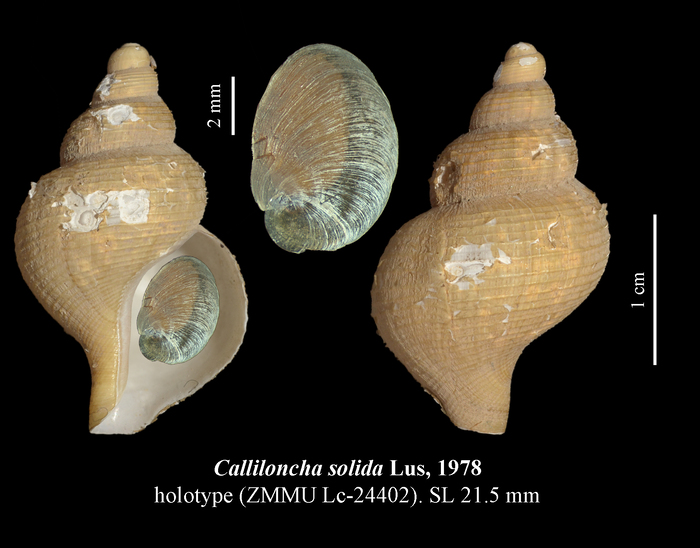 Calliloncha solida Lus, 1978. Holotype