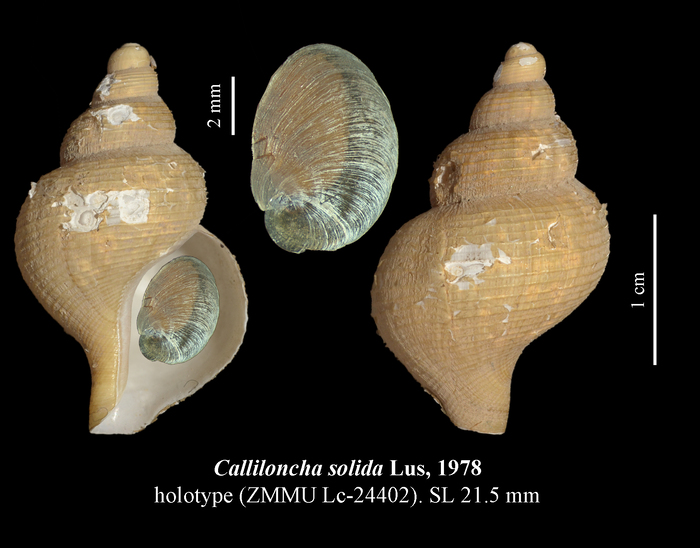 Calliloncha solida Lus, 1978. Holotype Calliloncha solida Lus, 1978. Holotype