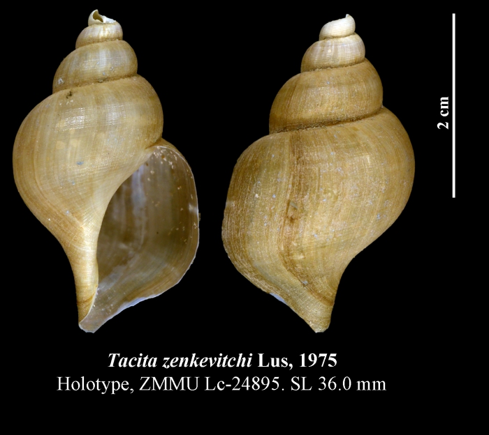 Tacita zenkevitchi Lus, 1975. Holotype