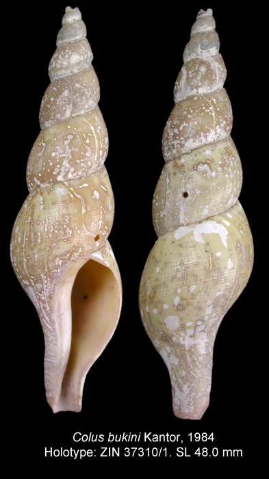 Colus bukini Kantor, 1984. Holotype