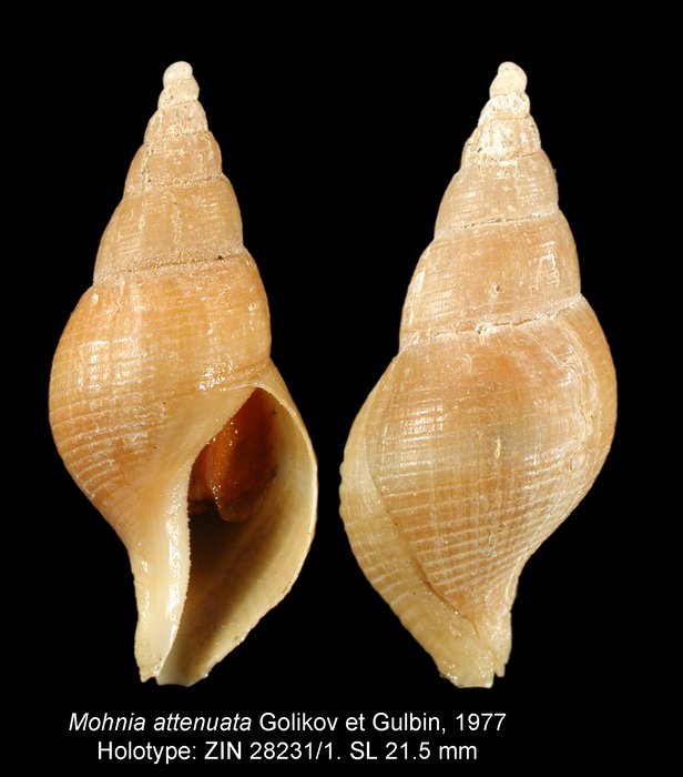 Mohnia attenuata Golikov & Gulbin, 1977. Holotype