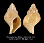Mohnia iturupa Golikov & Sirenko, 1998. Holotype