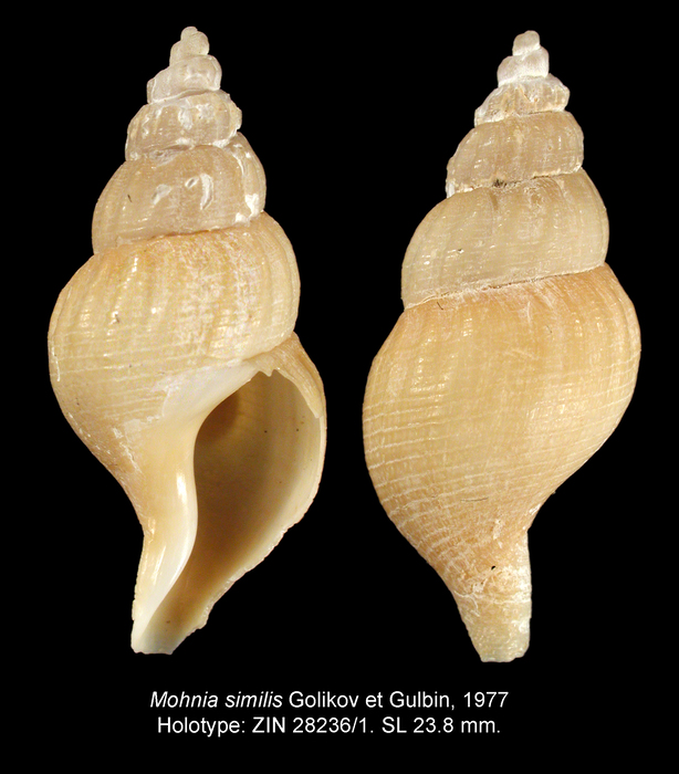 Mohnia similis Golikov & Gulbin, 1977. Holotype Mohnia similis Golikov & Gulbin, 1977. Holotype
