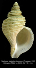 Neptunea alabaster Alexeyev & Fraussen, 2005. Holotype