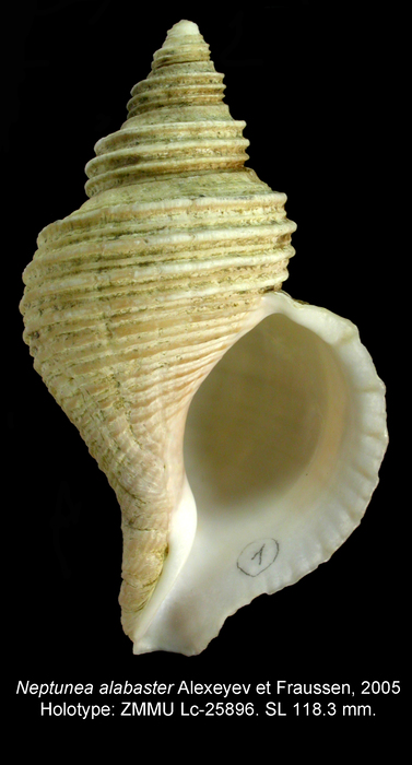 Neptunea alabaster Alexeyev & Fraussen, 2005. Holotype Neptunea alabaster Alexeyev & Fraussen, 2005. Holotype
